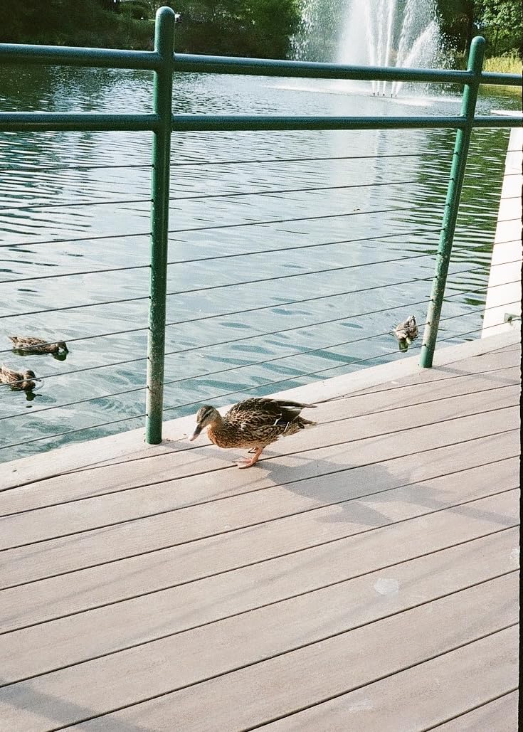 Pentax 17 35mm Film Camera, Half Frame, Vertical Orientation, Perfect for Social Media customer photo 1