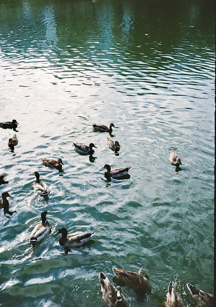 Pentax 17 35mm Film Camera, Half Frame, Vertical Orientation, Perfect for Social Media customer photo 2