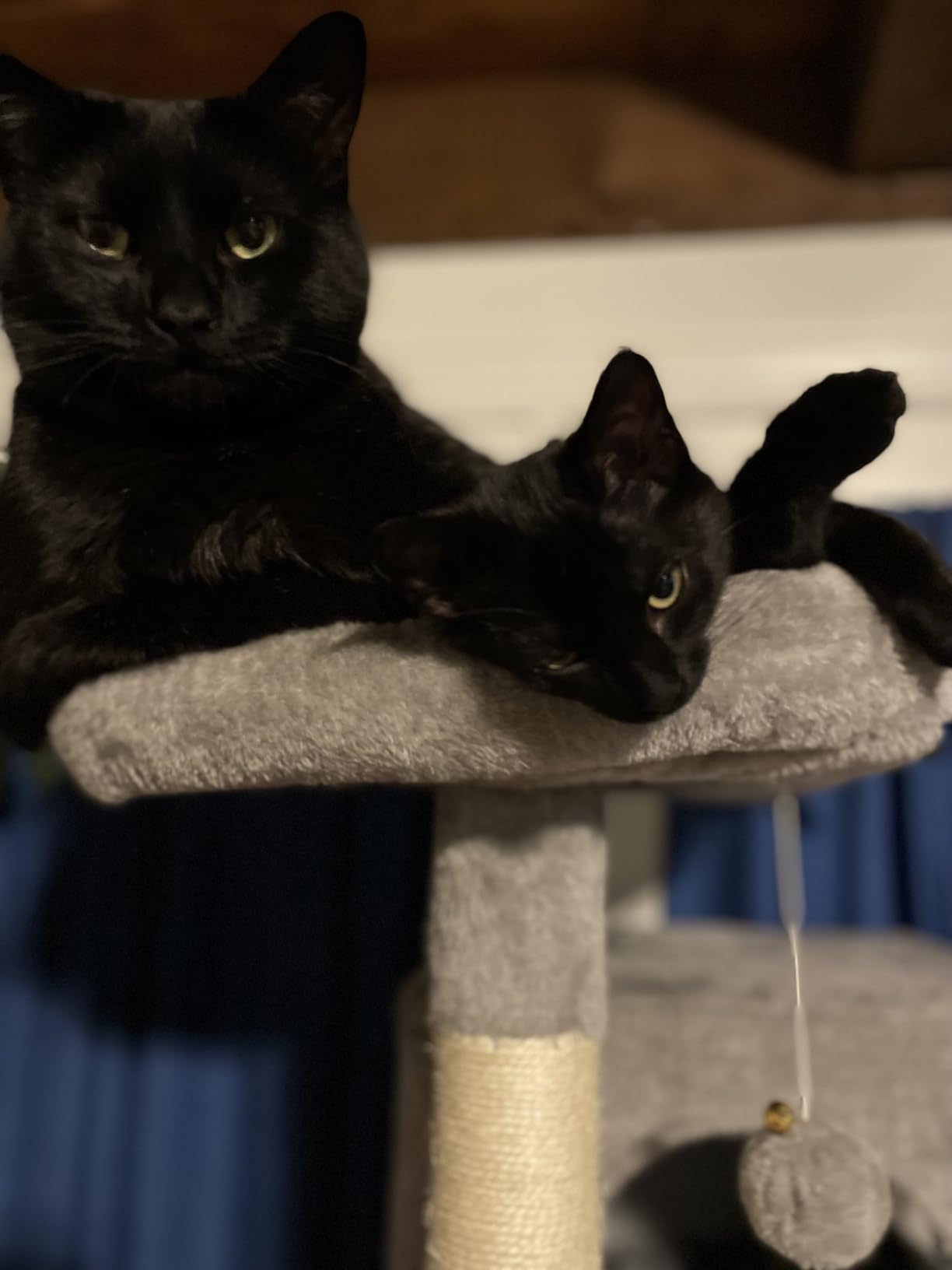 Globlazer Heavy Duty Cat Tree, 70 inch Sturdy Cat Tree for Indoor Cats Extra Large Cat Tower with Scratching Post, Hammock, Cat Condo for Adult Cats Kittens, F70 Pro, Light Grey customer photo 1