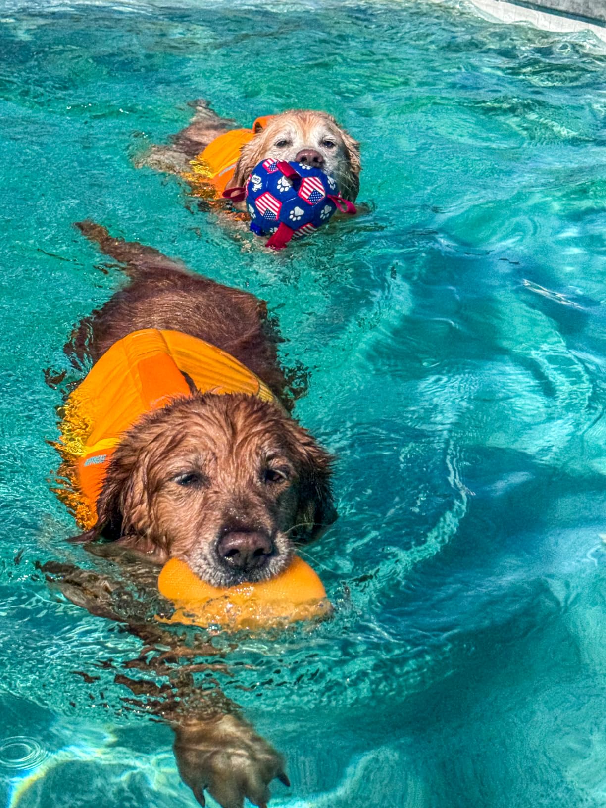 Ruffwear Float Coat Dog Life Jacket, Premium Buoyancy Swim Vest with Lift Handle, Secure Fit & Reflective Trim, Adjustable Flotation for Swimming, Boating, & Outdoor Adventures customer photo 2