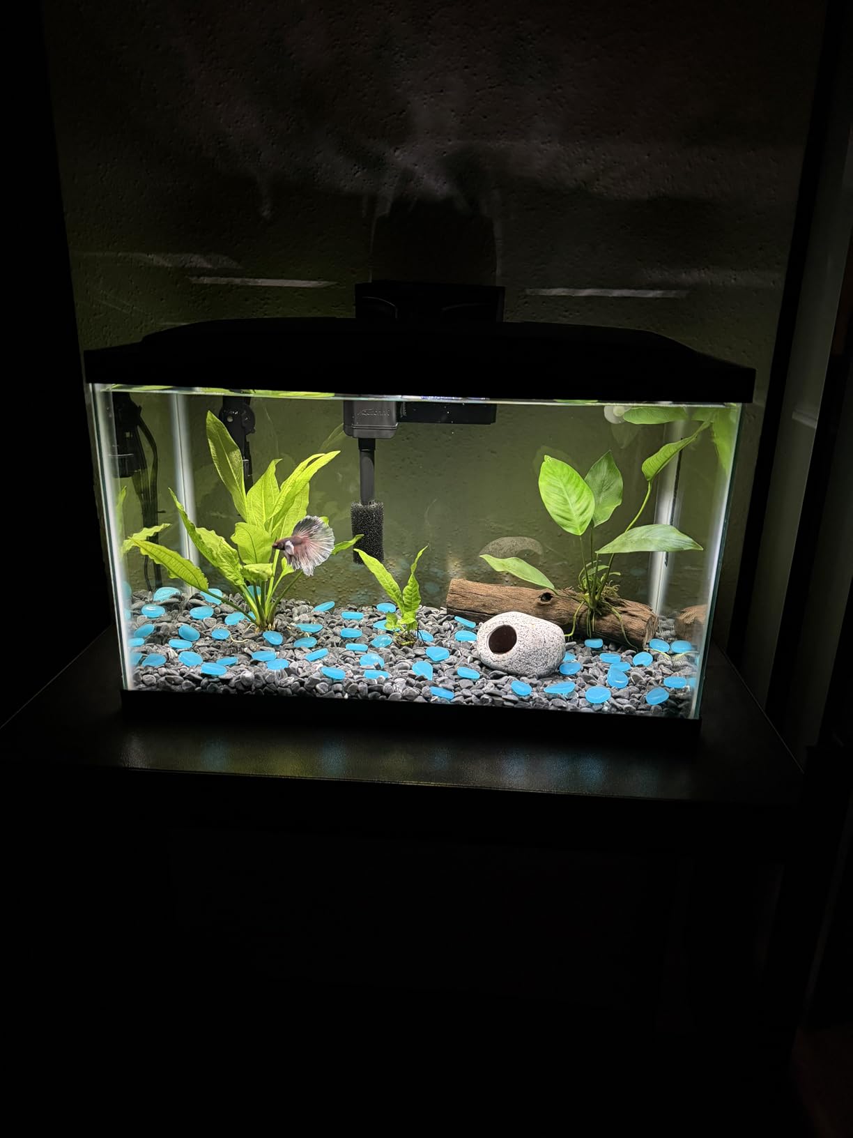 Aqueon Aquarium Starter Kit with Smart Clean Filtration and LED Lighting, Freshwater and Saltwater Fish, 10-Gallon customer photo 2