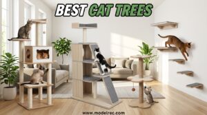 Best Cat Trees