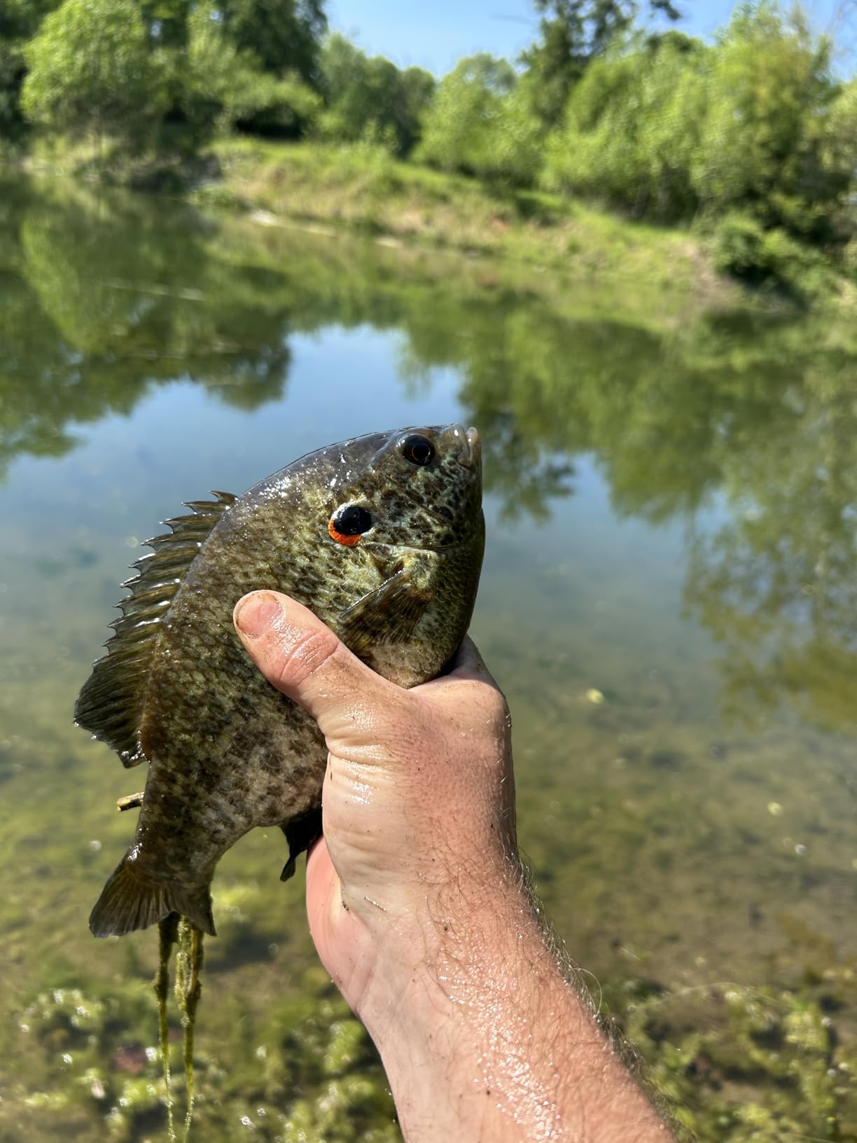 Lew's Crappie Thunder Spinning Reel and Fishing Rod Combo, 2-Piece IM6 Graphite Blank, Right or Left-Hand Retrieve customer photo 2
