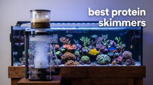best protein skimmers