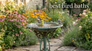 best bird baths