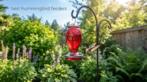 best hummingbird feeders