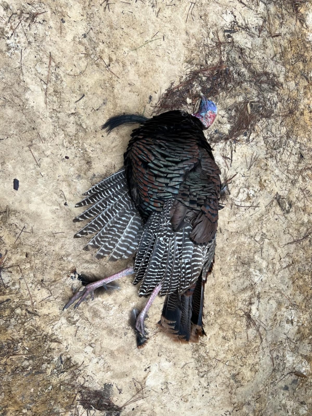 Lynch Fool Proof Turkey Box Call customer photo 2