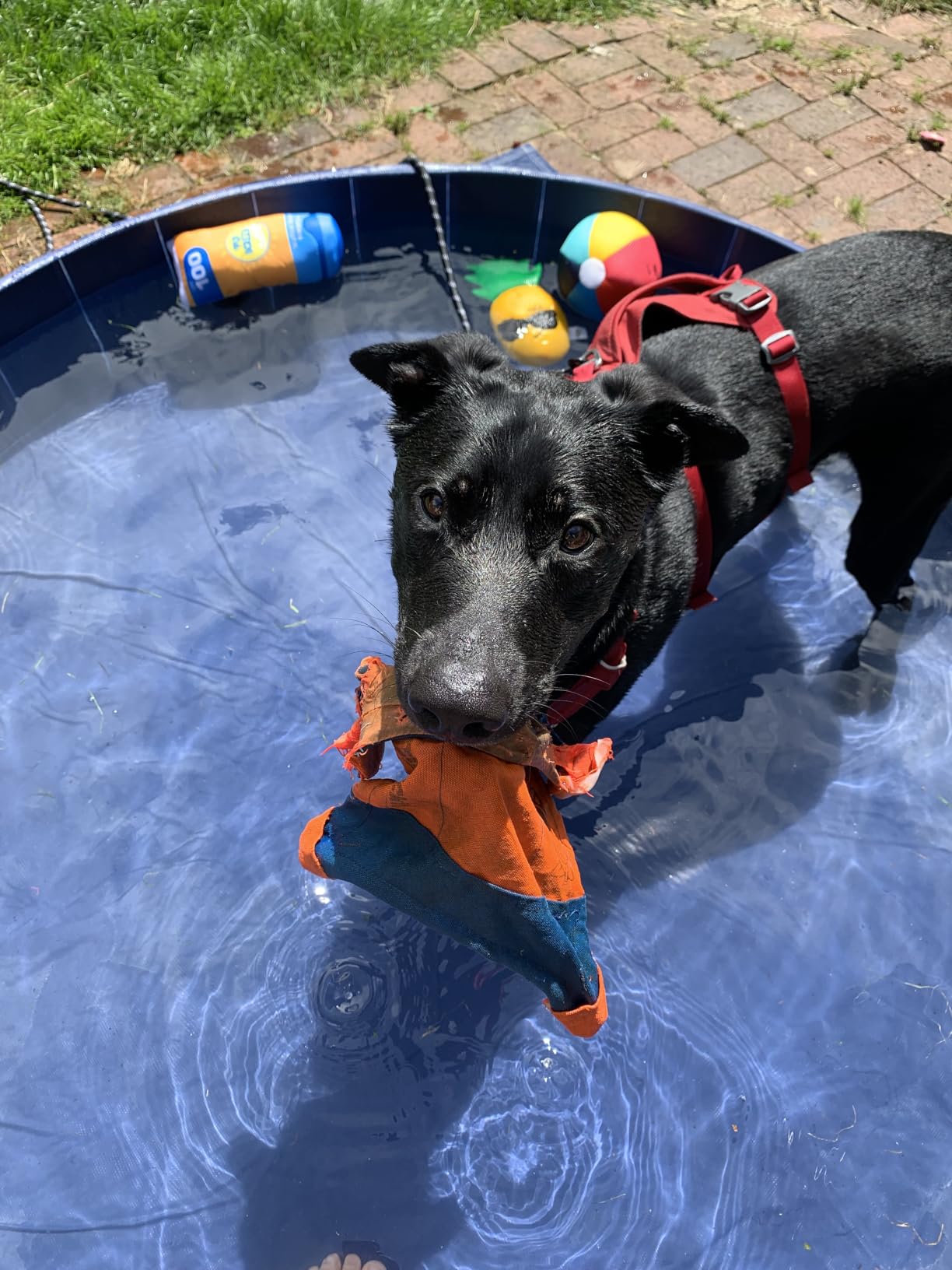 Chuckit! Flying Squirrel Canvas Fetch Dog Toy, Medium, 9.5in, for Water | Water Floating Flyer Made with Soft and Durable Canvas Construction for Fetch Play with Medium Dogs in Orange and Blue customer photo 1