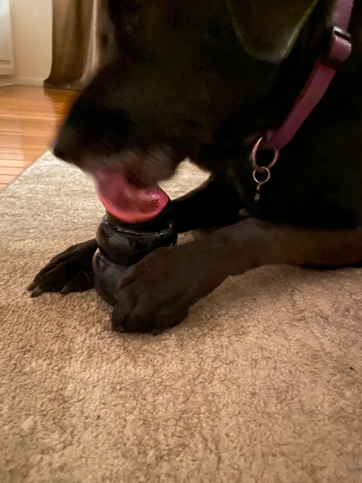 KONG Extreme Dog Toy, Durable Natural Rubber Chew, for Large Dogs | Treat-Filling Chew & Fetch Toy with Erratic Bounce, Made from KONG's Most Durable Natural Rubber for Power Chewers customer photo 1