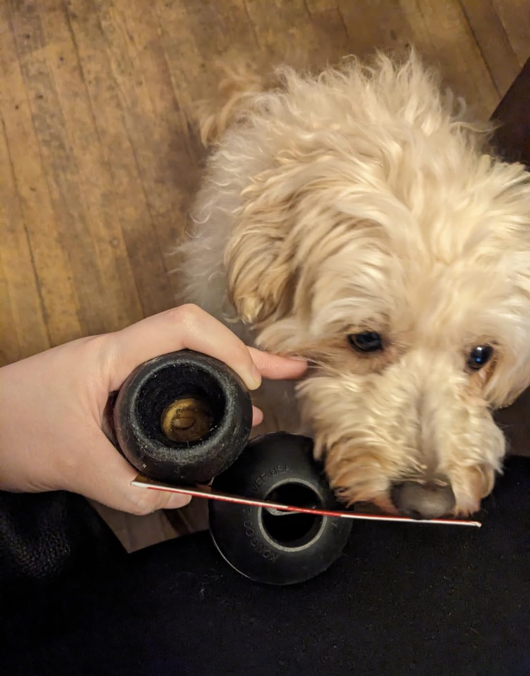 KONG Extreme Dog Toy, Durable Natural Rubber Chew, for Large Dogs | Treat-Filling Chew & Fetch Toy with Erratic Bounce, Made from KONG's Most Durable Natural Rubber for Power Chewers customer photo 2