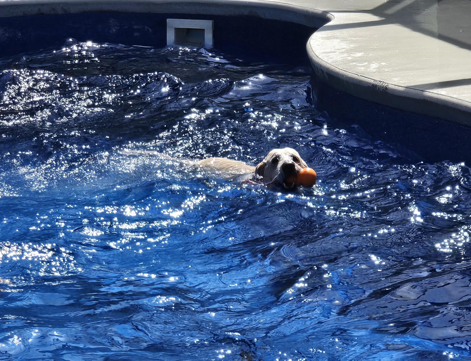 KONG Aqua Floating Fetch Toy, Natural Rubber, Orange, for Large Dogs | Floating KONG Natural Rubber Water Toy with Foam Interior & Rope for Farther Throwing & Easy Retrieval Play customer photo 1