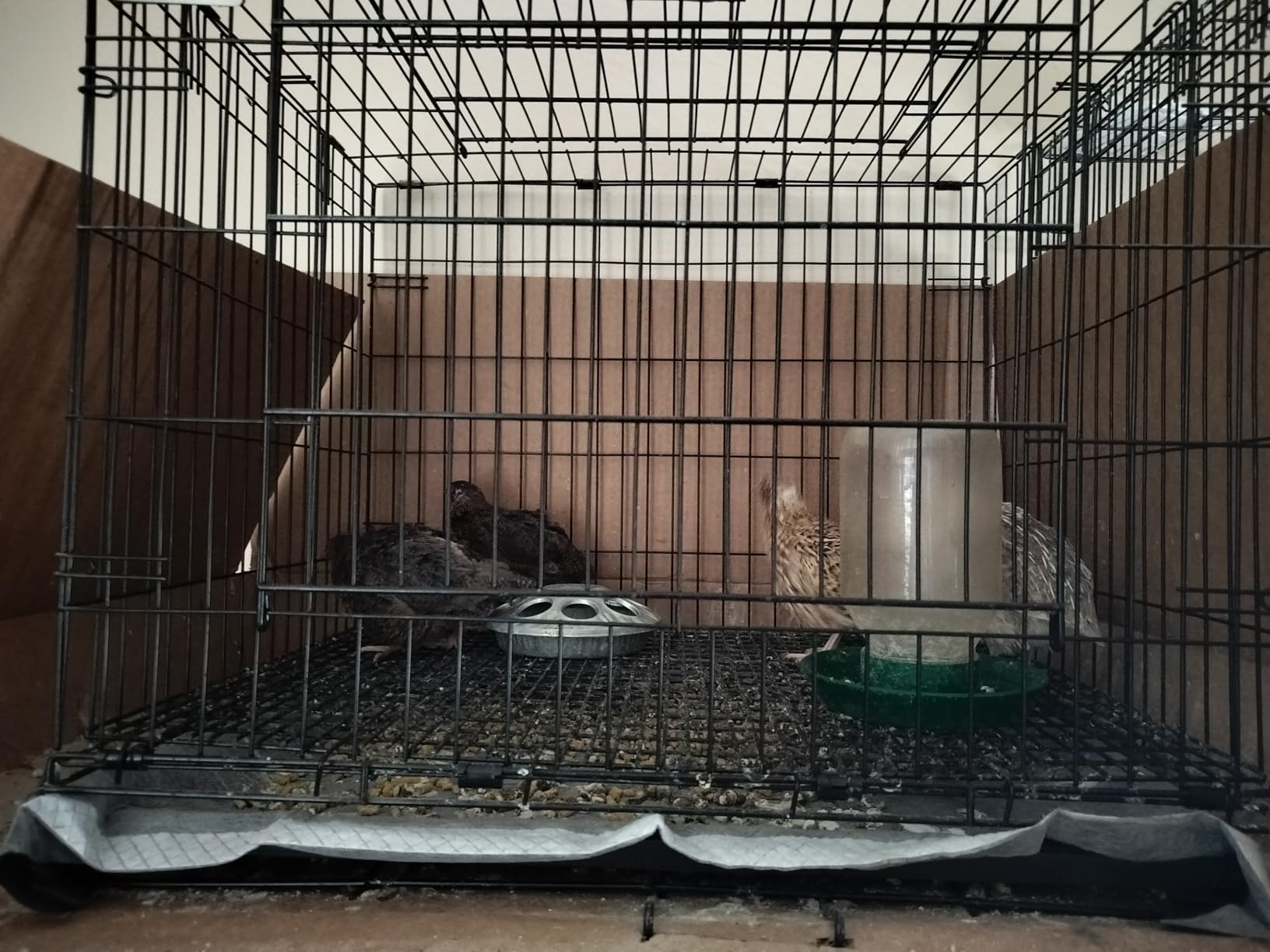 MidWest Homes for Pets Small Wabbitat Rabbit Cage, Grid Mesh Floor, Removable Tray, Top & Front Door Access, Rust Resistant Finish, No Tools Required customer photo 2
