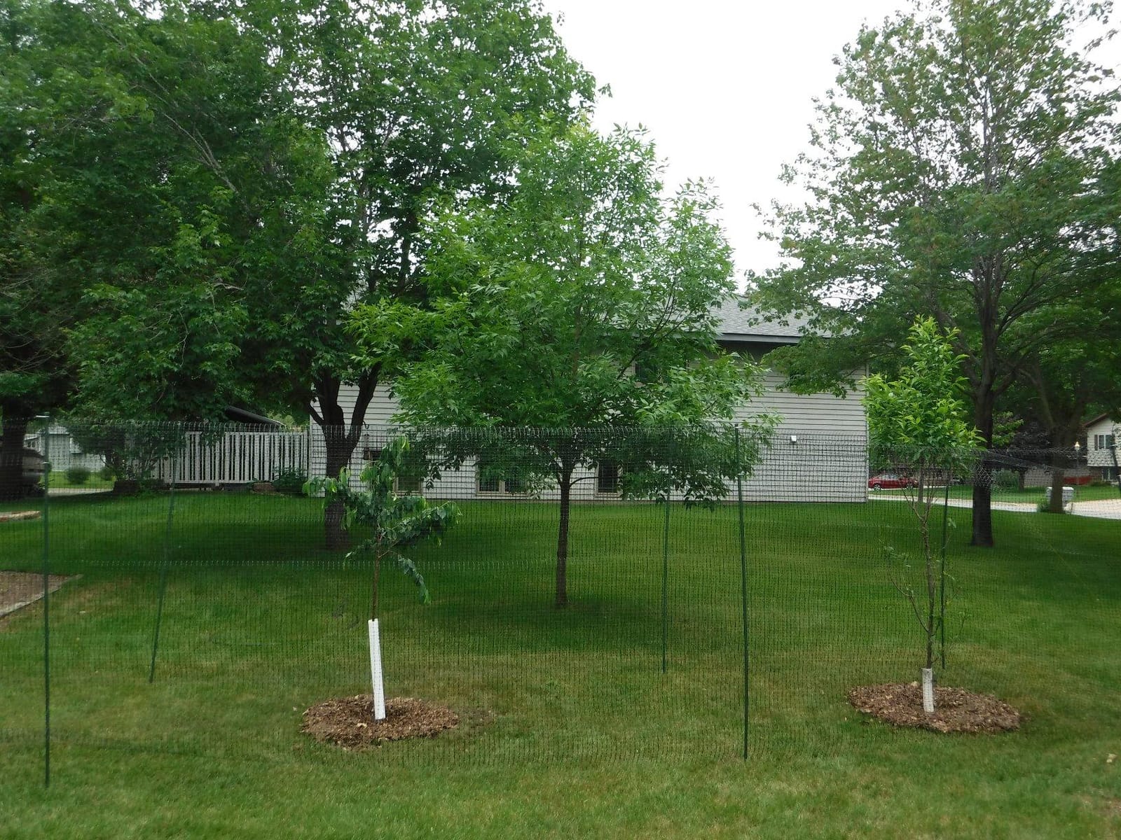 Jobe's LG400171 Deer Barrier Fencing, 7 ft x 100 ft, Black customer photo 1