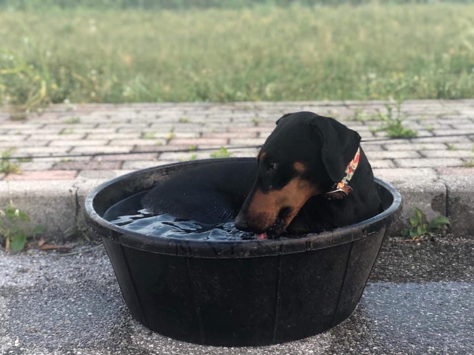 Fortex All Purpose Tub for Horses, 15-Gallon customer photo 1