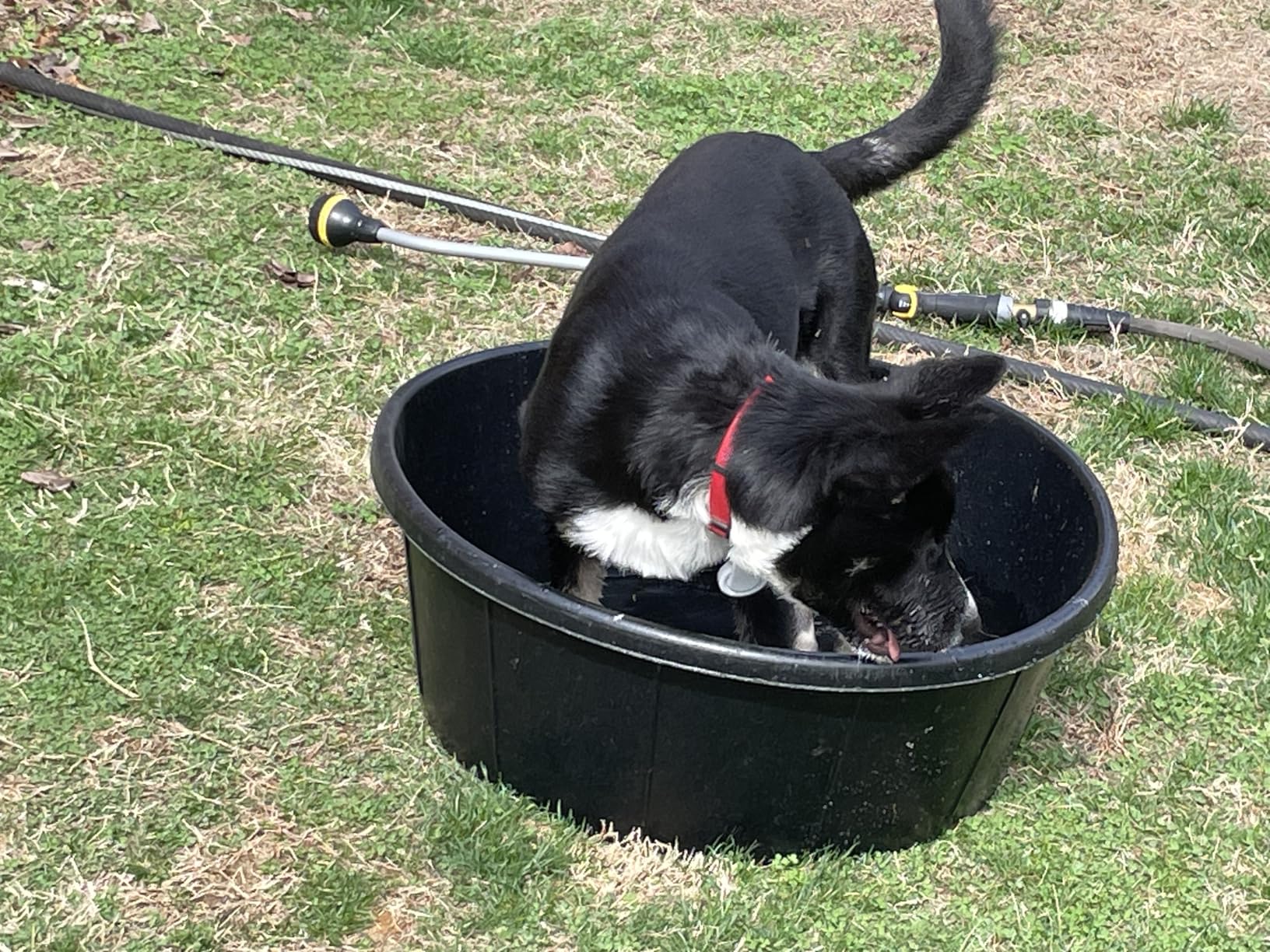 Fortex All Purpose Tub for Horses, 15-Gallon customer photo 2