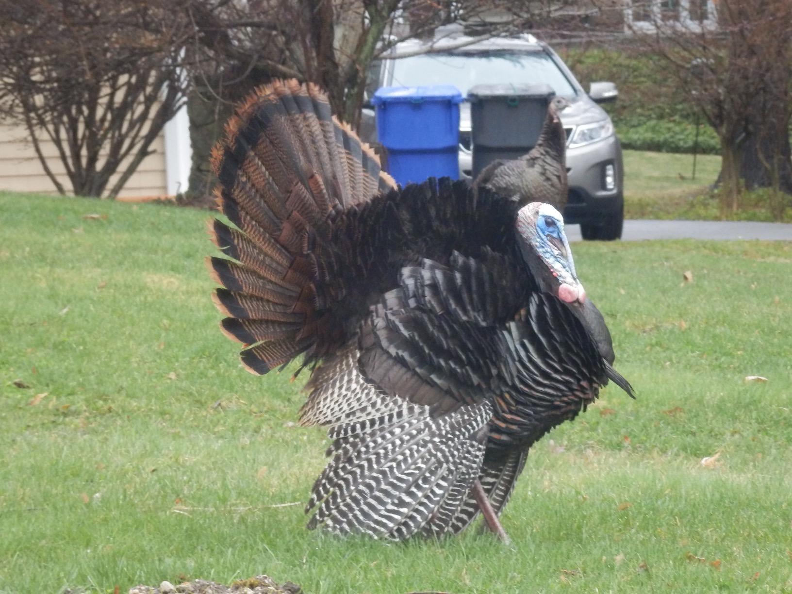 Primos Hunting PS222 The Gobbler Turkey Shaker Call, Black customer photo 1