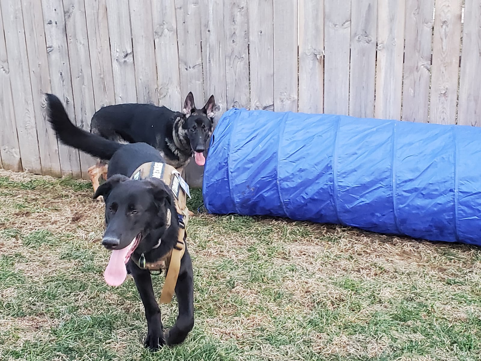 TRIXIE Dog Agility Tunnel - l 78.7 in Long & 15.7 in Diameter | Agility Tunnel for Small Dogs, At Home Obstacle Training Equipment, Indoor and Outdoor Use customer photo 2