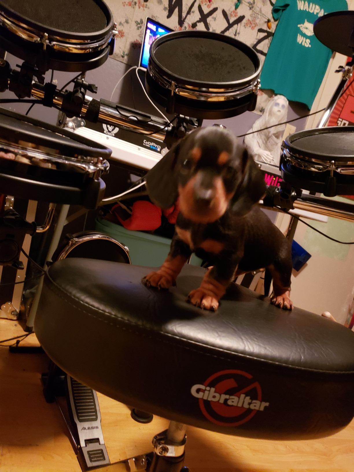 Gibraltar Drum Throne with Adjustable Height Motorcycle-Style Seat, Double-Braced Legs, Sturdy Drum Stool for Drummers, Comfortable Cushion for Practice or Performance (6608) customer photo 2