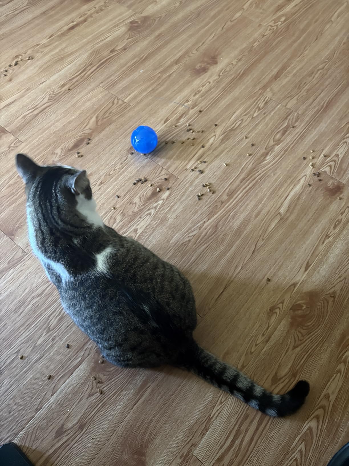 PetSafe Slimcat Feeder Ball Cat Toy, Blue | Interactive Puzzle Game for Your Cat, Adjustable Openings Control Portion & Feed Speed, Slows Fast Eaters, Improve Digestion customer photo 1
