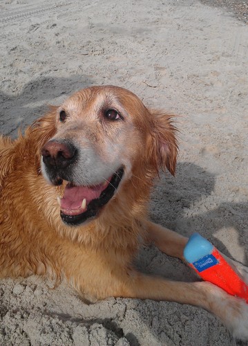 Chuckit! Amphibious Bumper Fetch and Float Toy 2 Sizes Assorted Colors | Floats in Water & Keeps Dogs Busy with Interactive Fetch Play customer photo 1