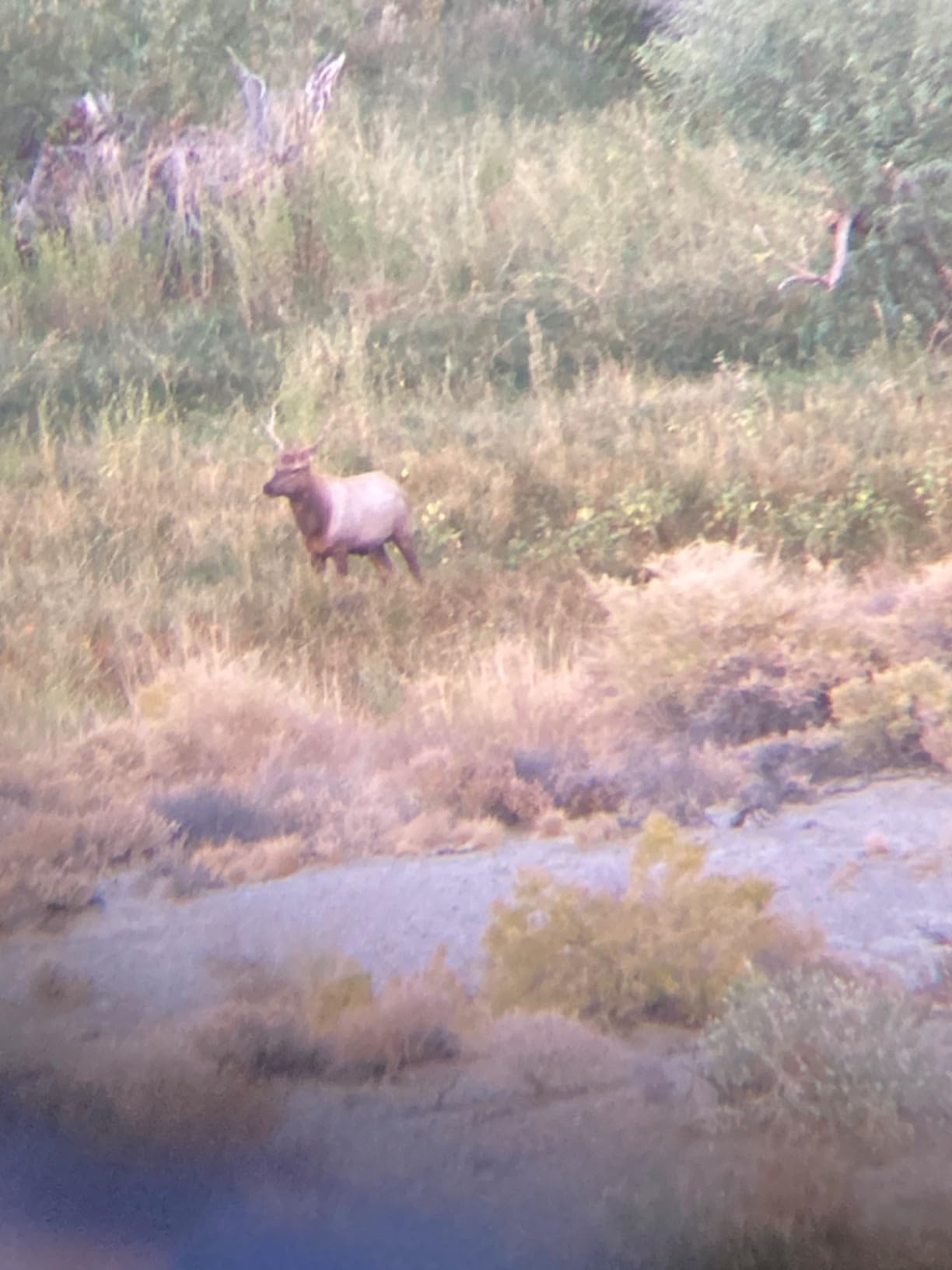 Primos Hunting Primos Cow Girl Call customer photo 2