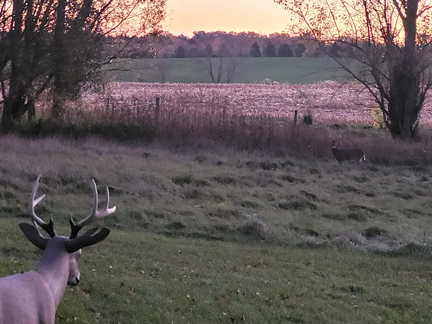 PRIMOS HUNTING Scarface Decoy customer photo 1