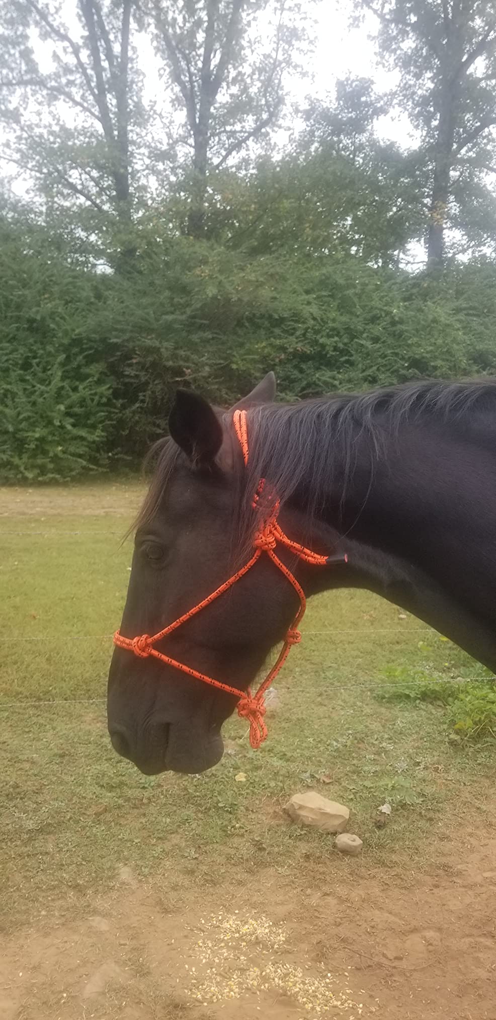 Tough 1 Horse Poly Rope Tied Halter customer photo 1