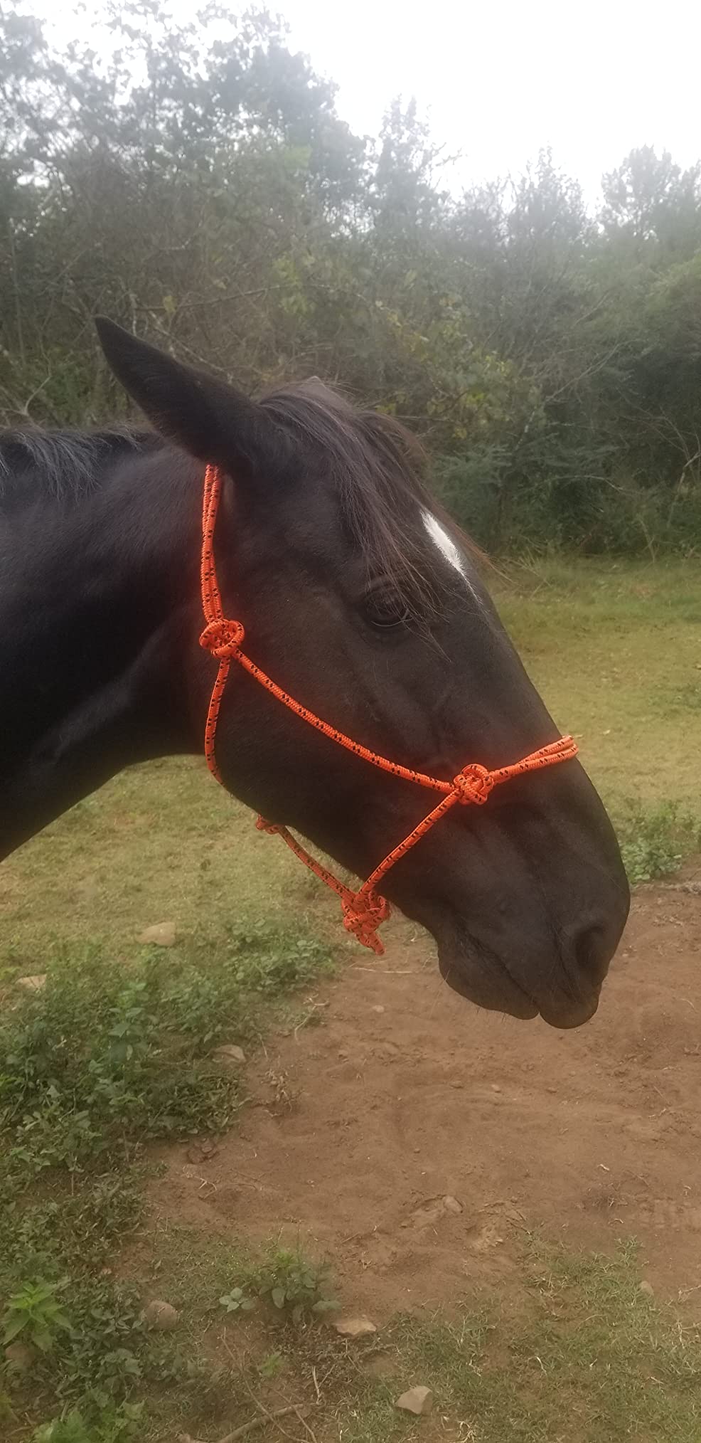 Tough 1 Horse Poly Rope Tied Halter customer photo 2