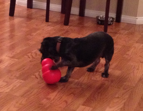 KONG Wobbler, Interactive Treat-Dispensing Dog Toy, for Medium/Large Dogs customer photo 1