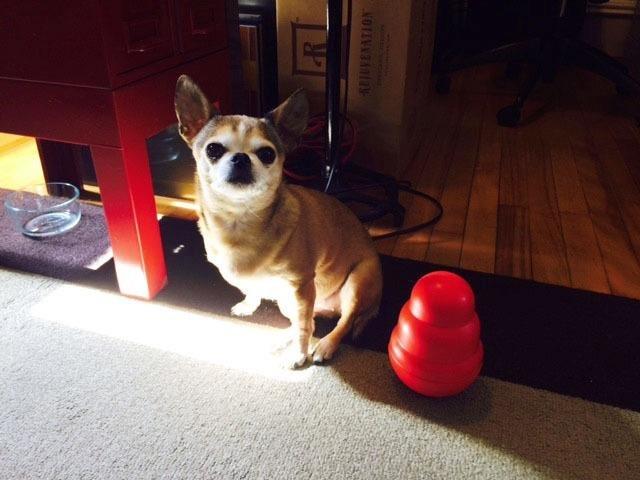 KONG Wobbler, Interactive Treat-Dispensing Dog Toy, for Medium/Large Dogs customer photo 2