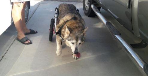 Best Friend Mobility Large Back Leg Dog Wheelchair | 2.0 Design | 2026 Updated Model customer photo 1