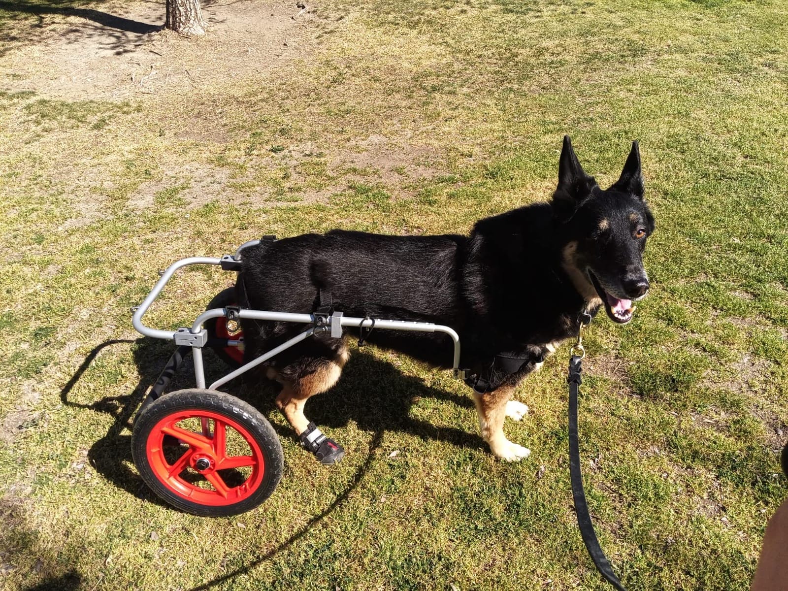 Best Friend Mobility Large Back Leg Dog Wheelchair | 2.0 Design | 2026 Updated Model customer photo 2