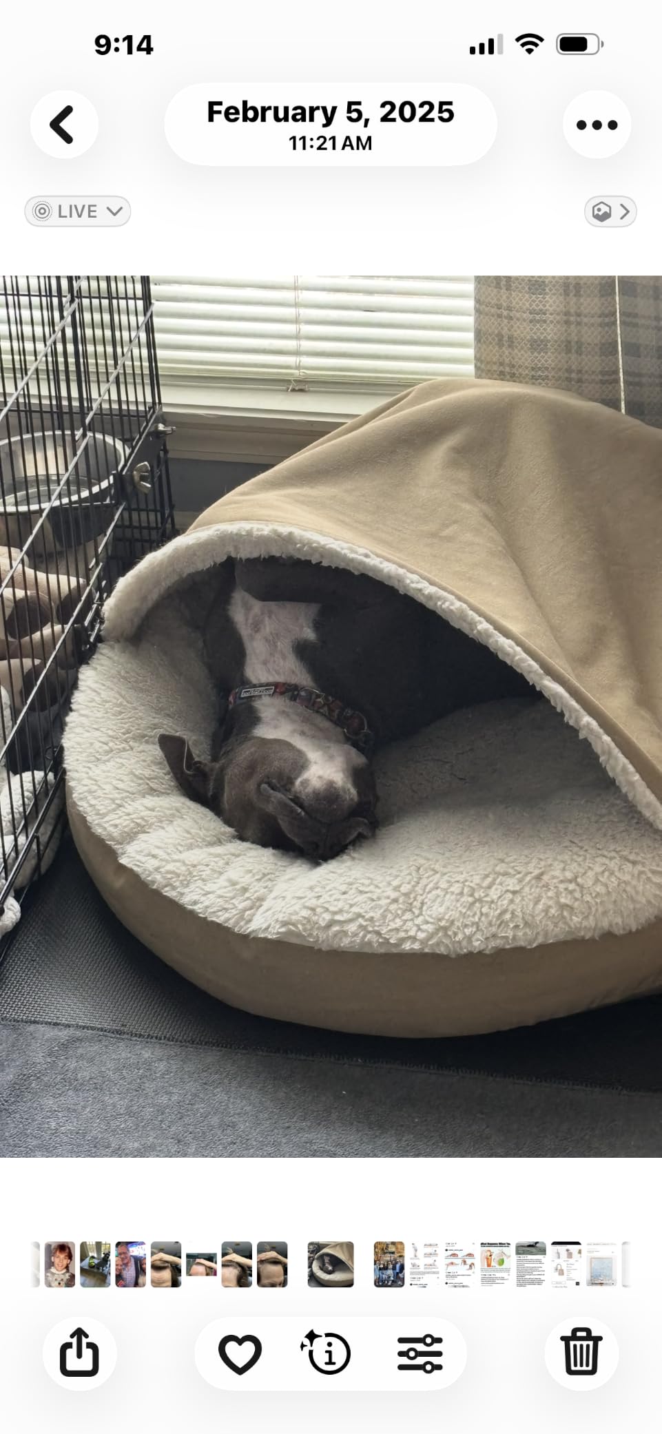 Snoozer Cozy Cave Dog Bed, Round Covered Dog Bed, Buckskin (S) customer photo 1