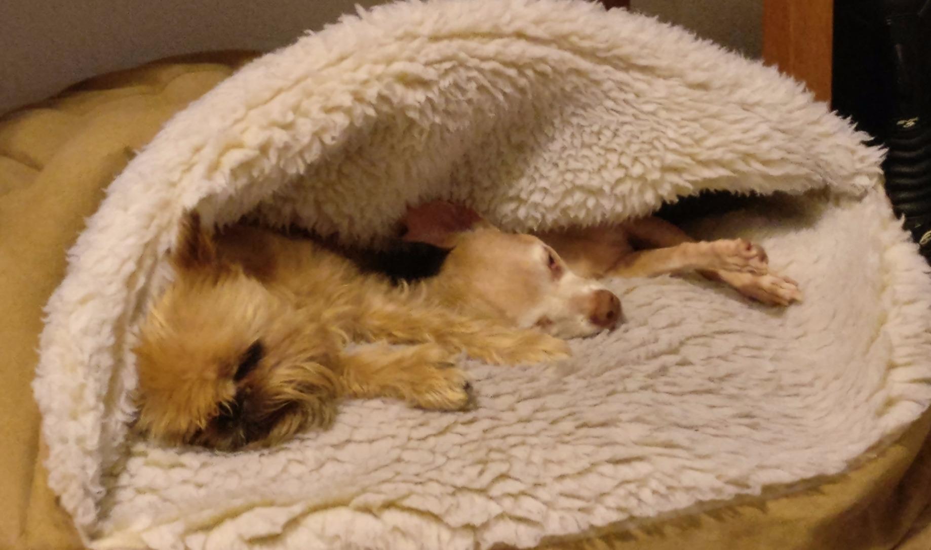 Snoozer Cozy Cave Dog Bed, Round Covered Dog Bed, Buckskin (S) customer photo 2