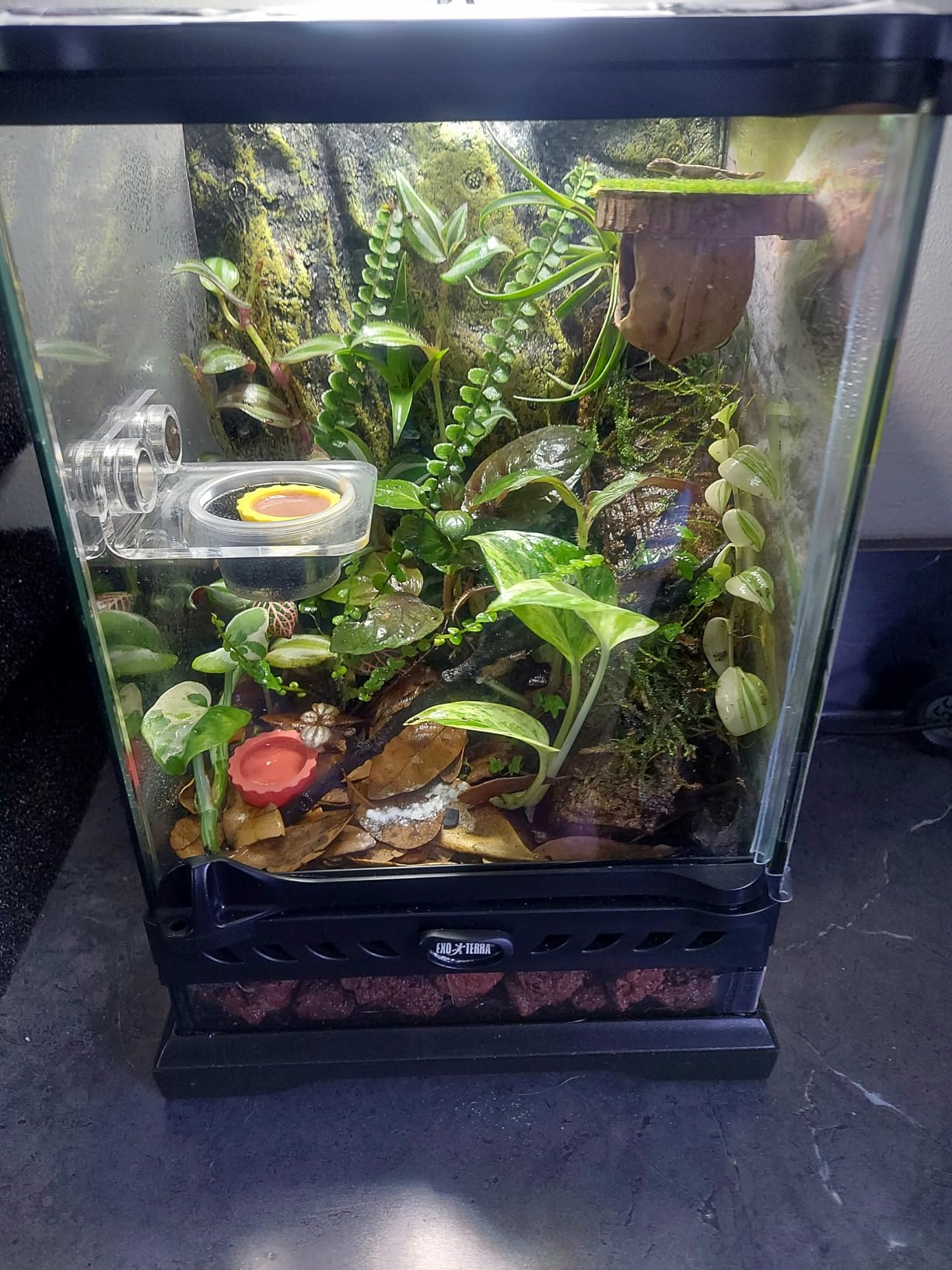 Exo Terra Glass Nano Terrarium Kit for Reptiles and Amphibians, Nano Tall - 8 x 8 x 12 Inches customer photo 2