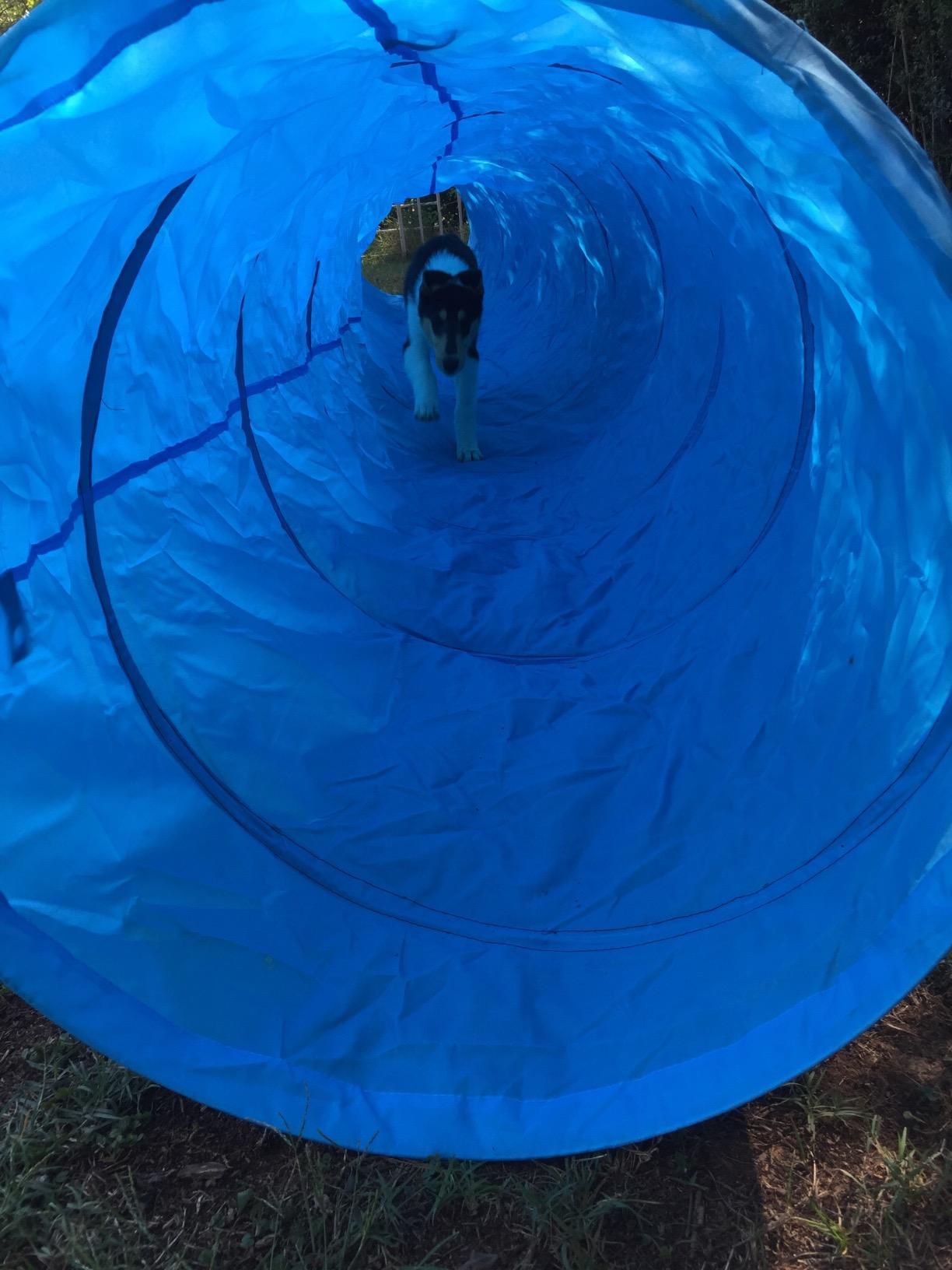 18 Ft Dog Agility Training Open Tunnel customer photo 1
