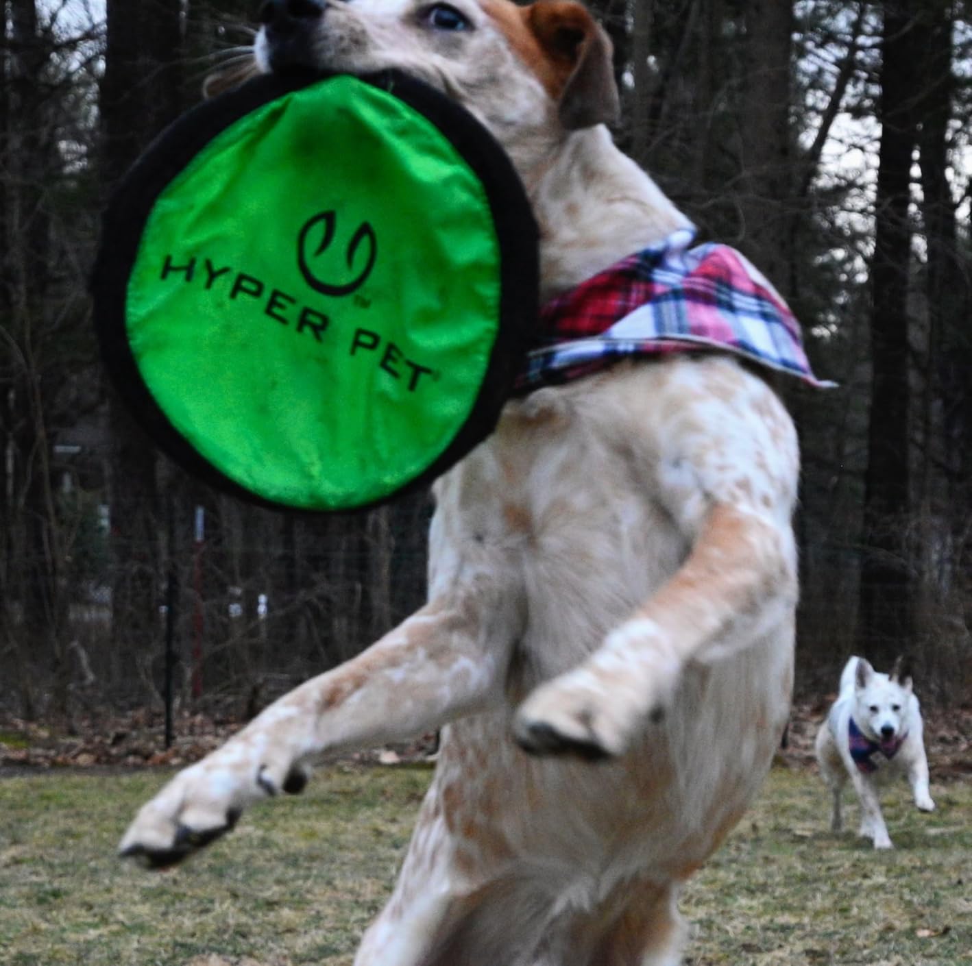 Hyper Pet Flippy Flopper Flying Disc Dog Toy 9 Inch, Floats, Colors Vary customer photo 2