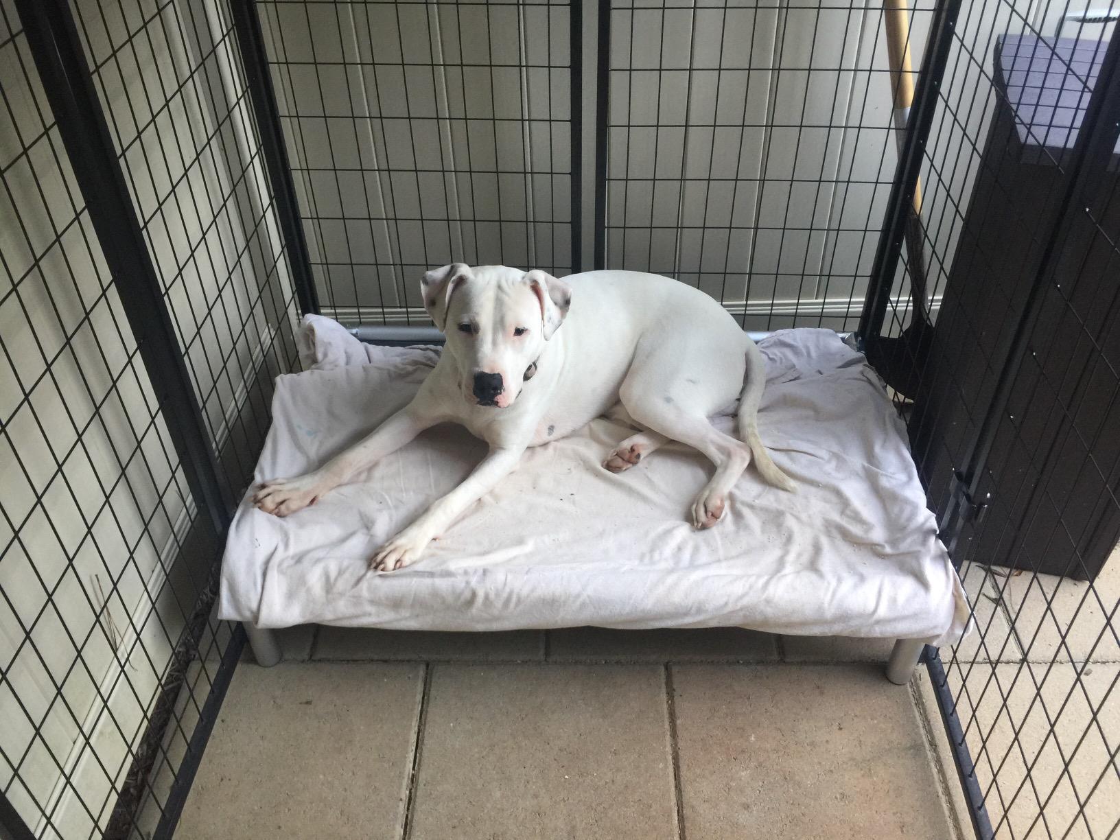 Chewproof Elevated Dog Bed - Silver Aluminum - 44