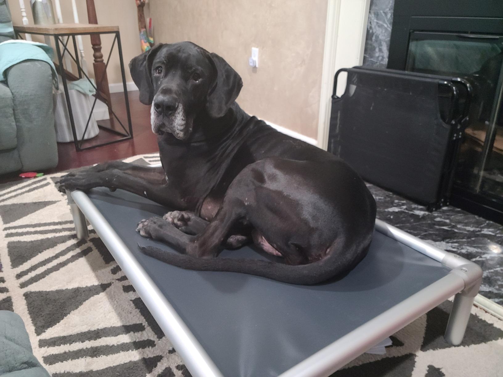 Chewproof Elevated Dog Bed - Silver Aluminum - 44