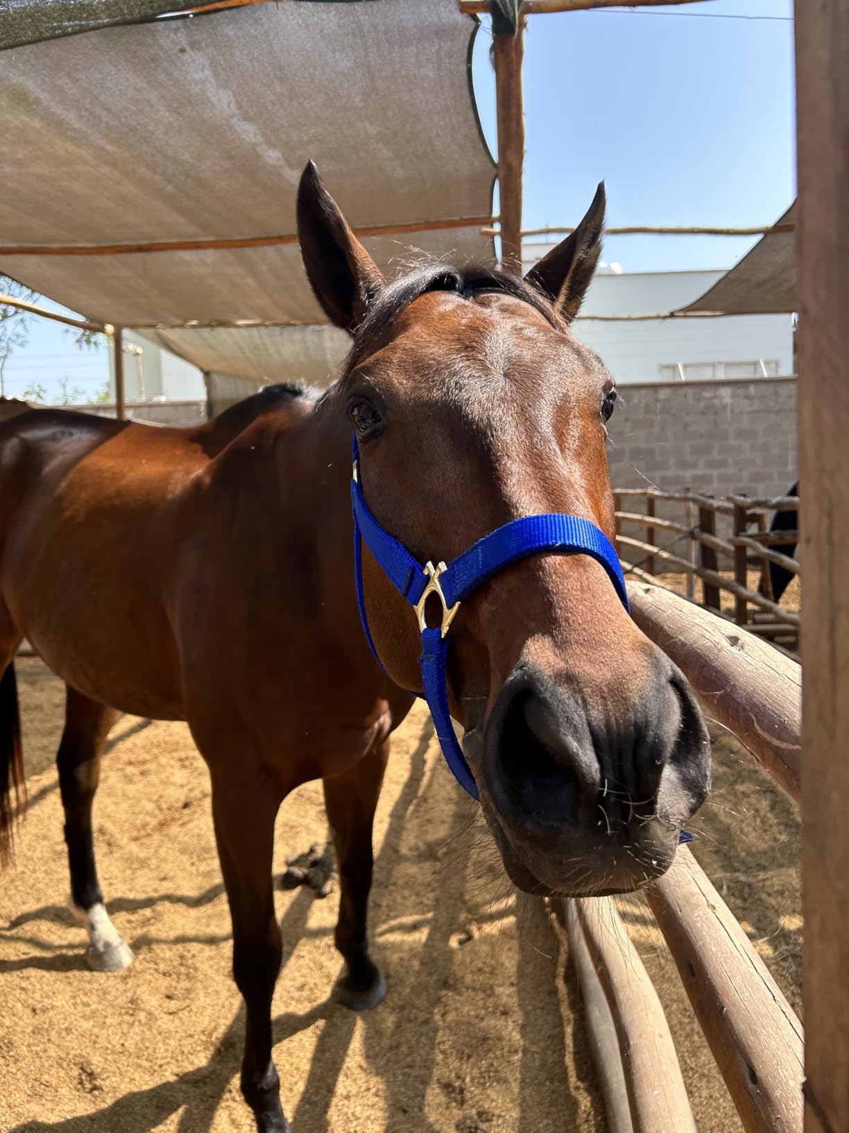 Weaver Equine Nylon Horse Halter, Padded and Adjustable, Chin and Throat Snap Hook Halters for Horses, Brass Plated Halters for Training customer photo 1