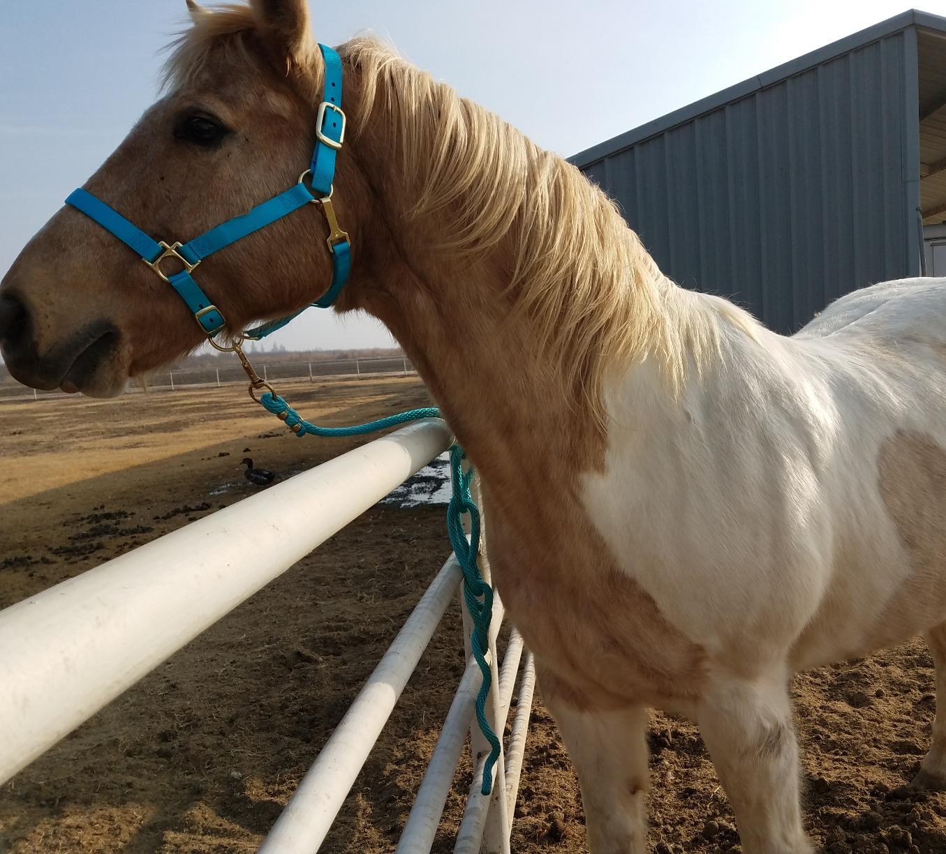 Weaver Equine Nylon Horse Halter, Padded and Adjustable, Chin and Throat Snap Hook Halters for Horses, Brass Plated Halters for Training customer photo 2