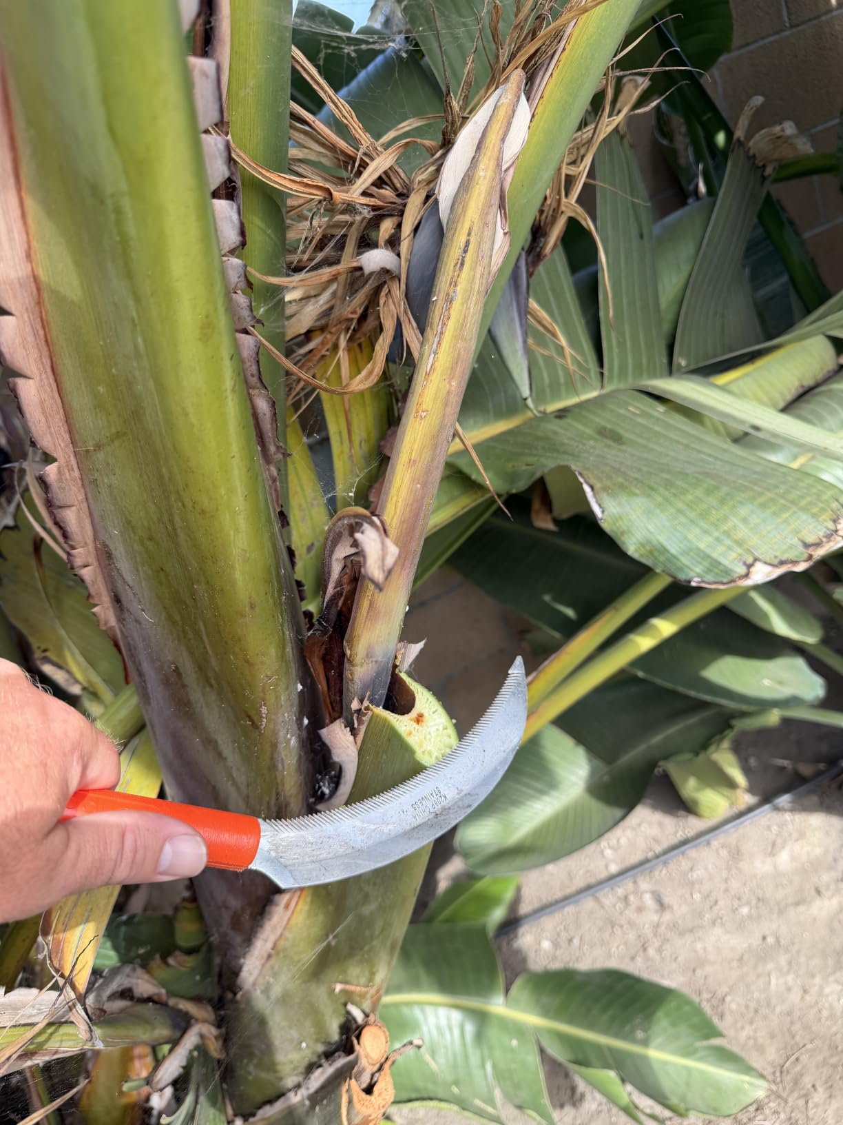 Harvest Sickle with Plastic Handle customer photo 2