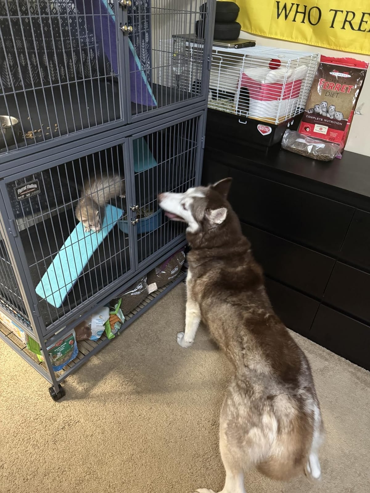 MidWest Homes for Pets Ferret Nation Double Unit Small Animal Cage customer photo 1