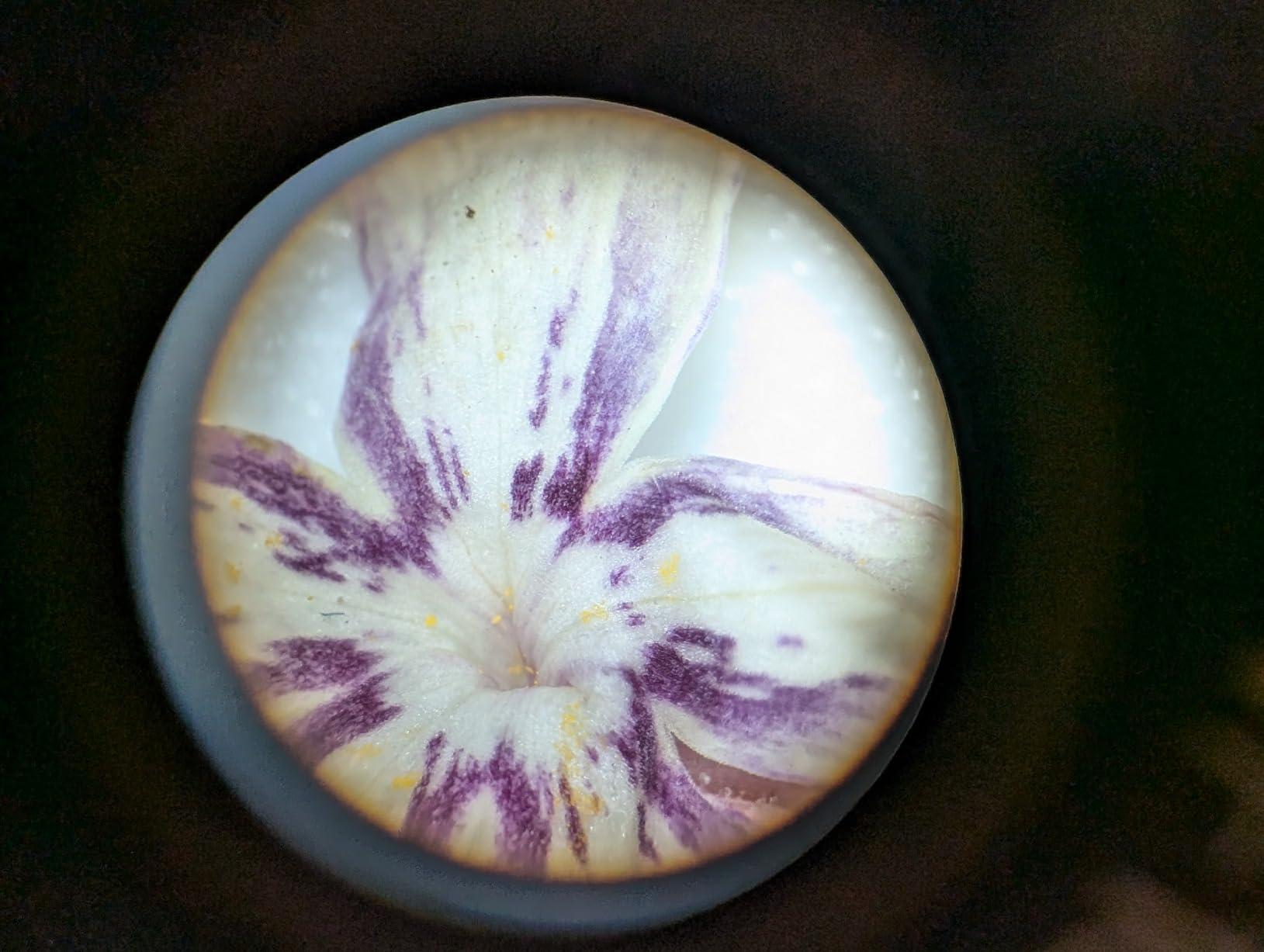 AmScope SE306R-P-LED Cordless LED Two Lights Stereo Microscope 40X | 20X-40X Magnification Range Cordless Battery Powered Built-In LED Illumination customer photo 2