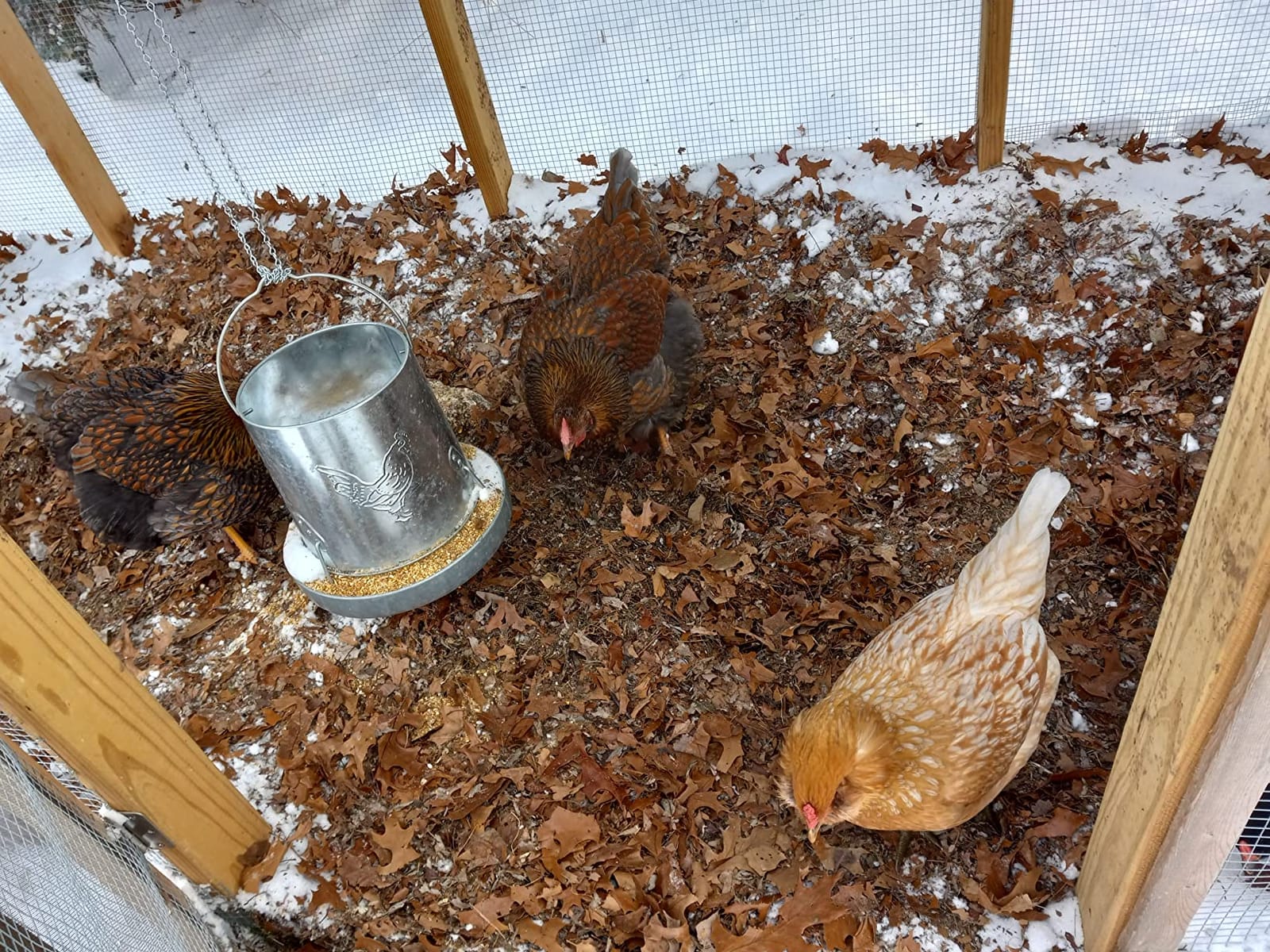 Harris Farms 1000293 Galvanized Hanging Poultry Feeder, 15 lbs, Metal customer photo 1