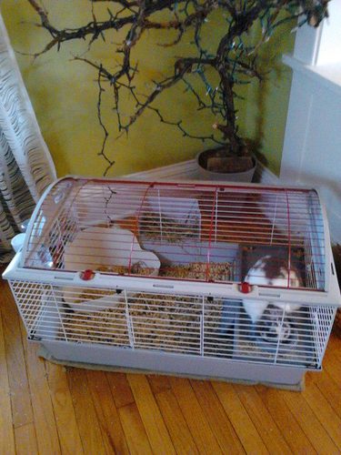 Living World - Deluxe Hybrid Habitat, X-Large - Rabbit, Guinea Pig, Chinchillas, and Small Animal Cage customer photo 1
