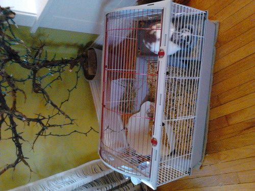 Living World - Deluxe Hybrid Habitat, X-Large | Rabbit, Guinea Pig, Chinchillas, and Small Animal Cage customer photo 1