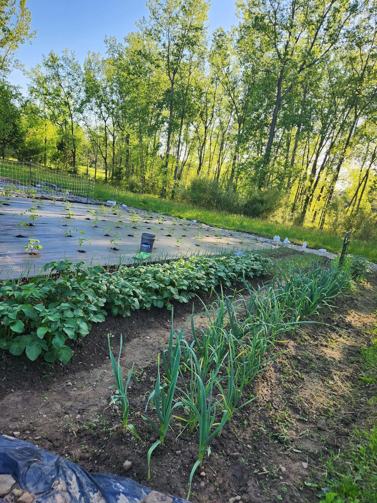 Hoss Double Wheel Hoe | Cultivate, Weed, Plow and Maintain Your Garden! customer photo 2