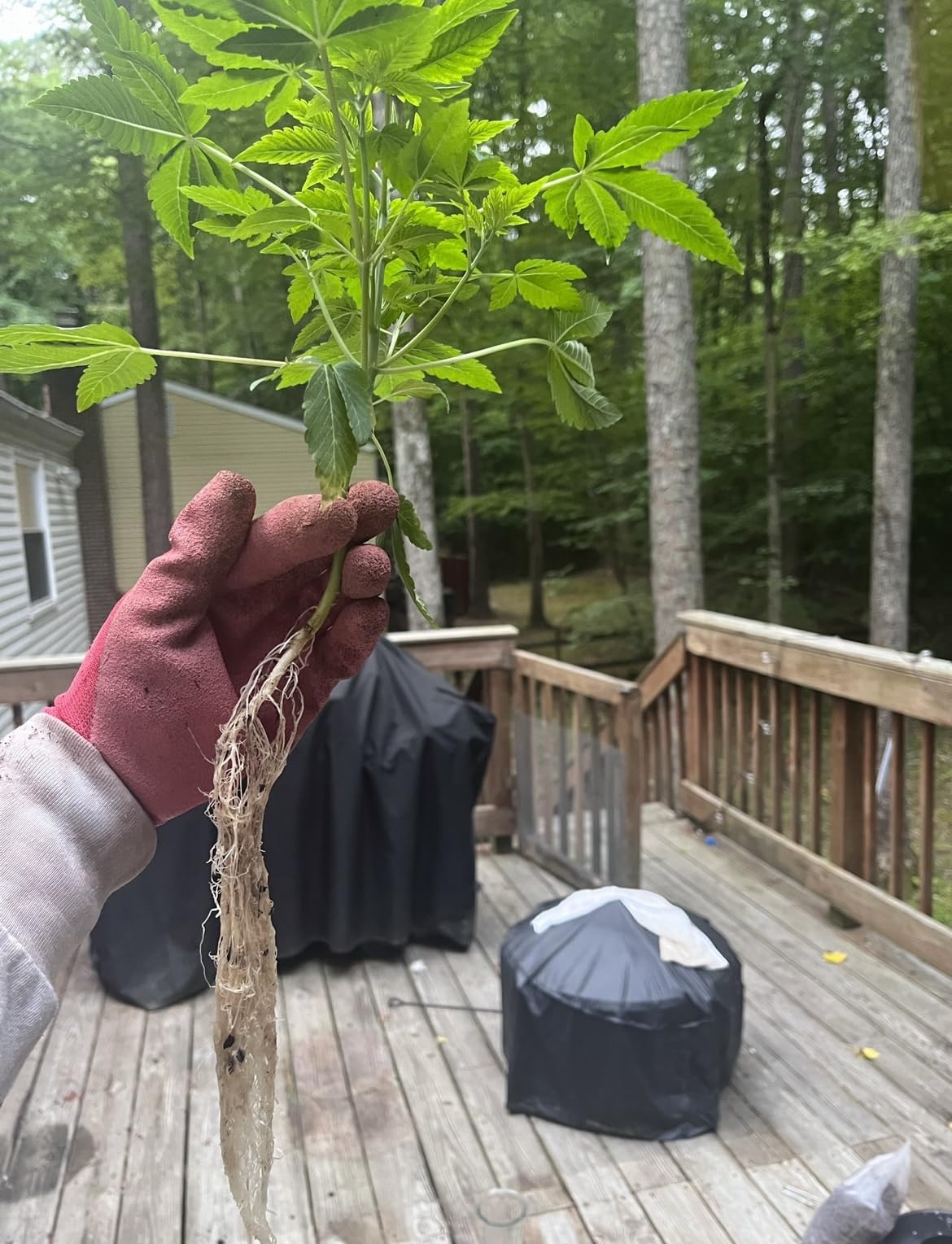 36 Site Aeroponic Cloning Machine. Expect 100% Success Rates! customer photo 1