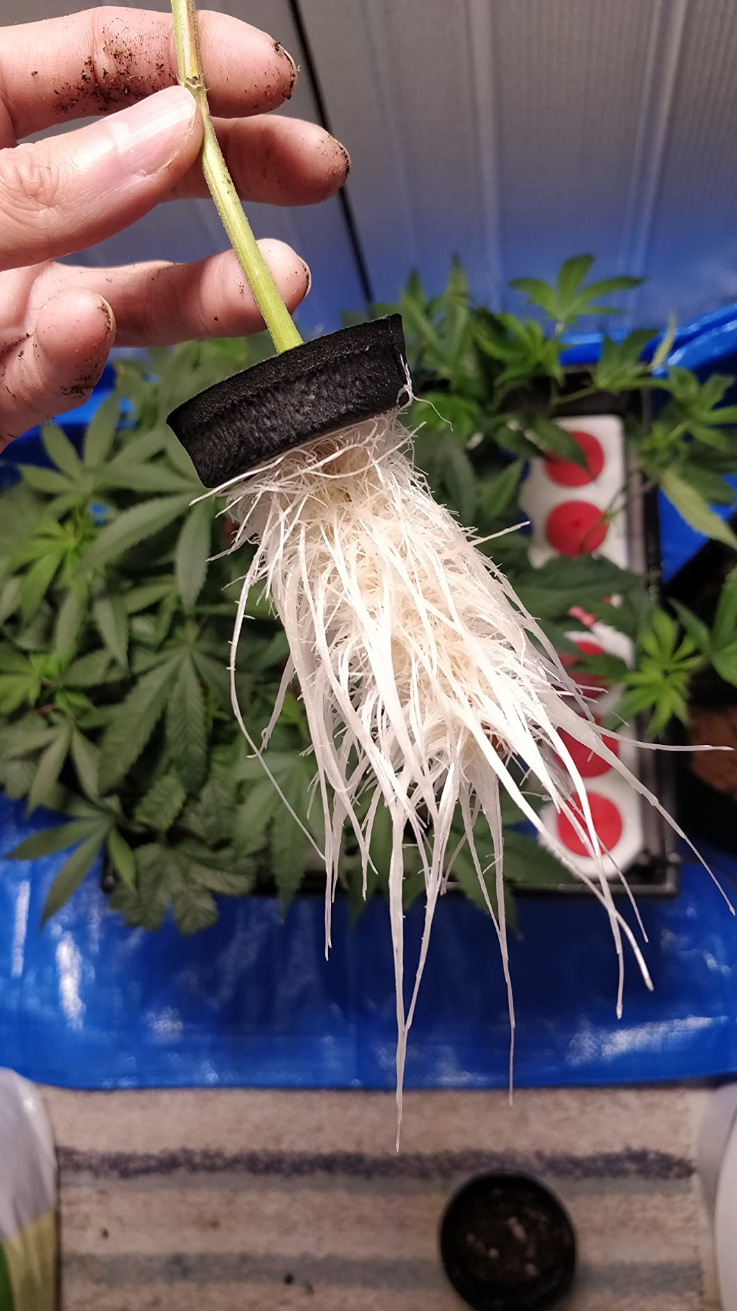 36 Site Aeroponic Cloning Machine. Expect 100% Success Rates! customer photo 2